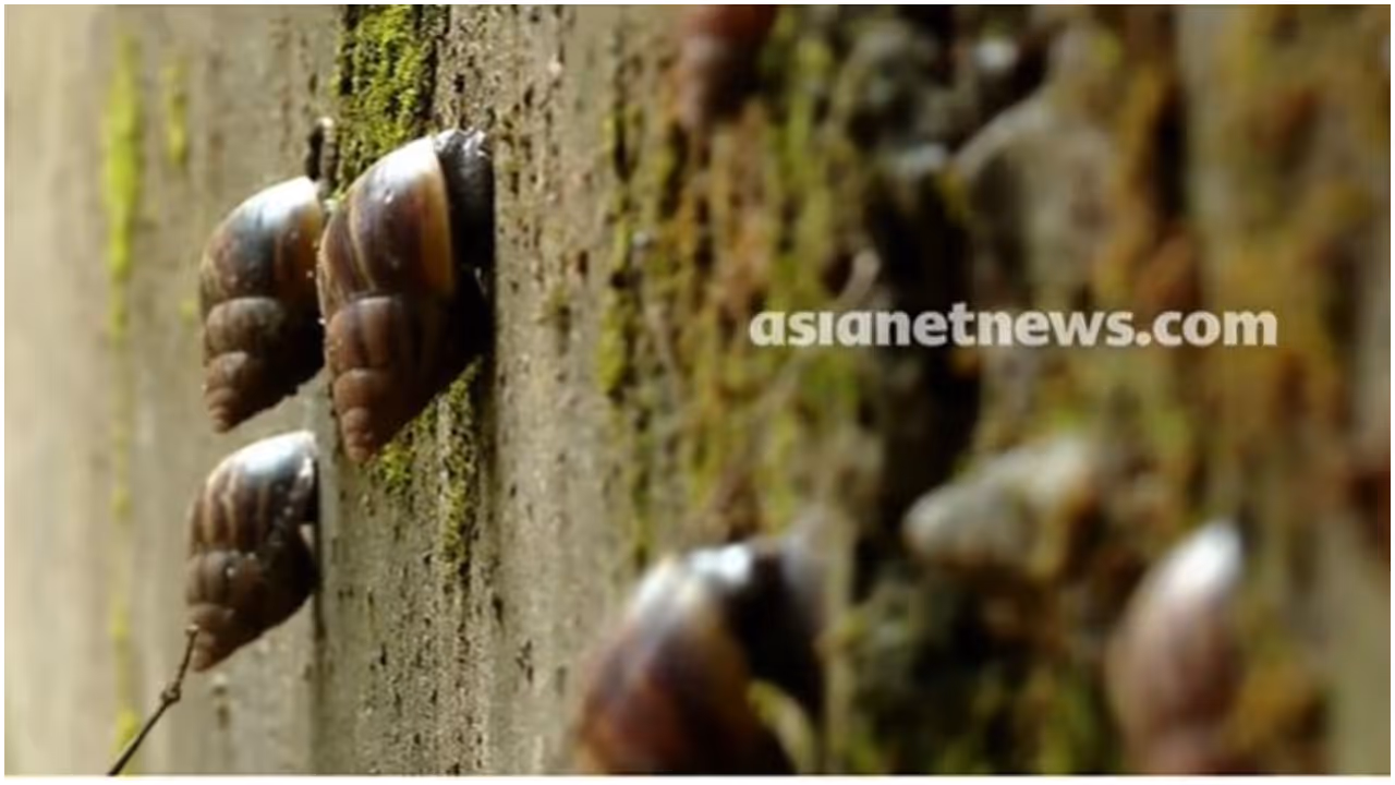 african snail african snail