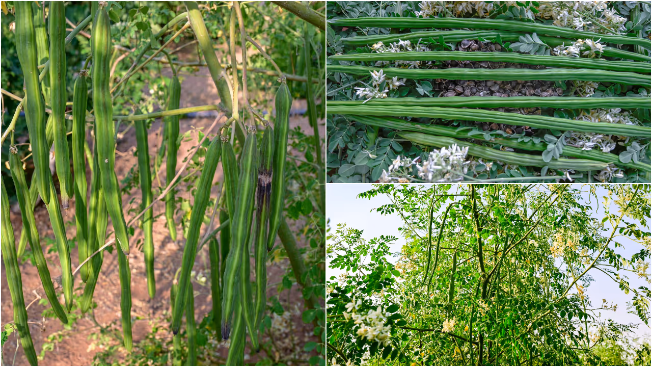Moringa Cultivation Moringa Cultivation