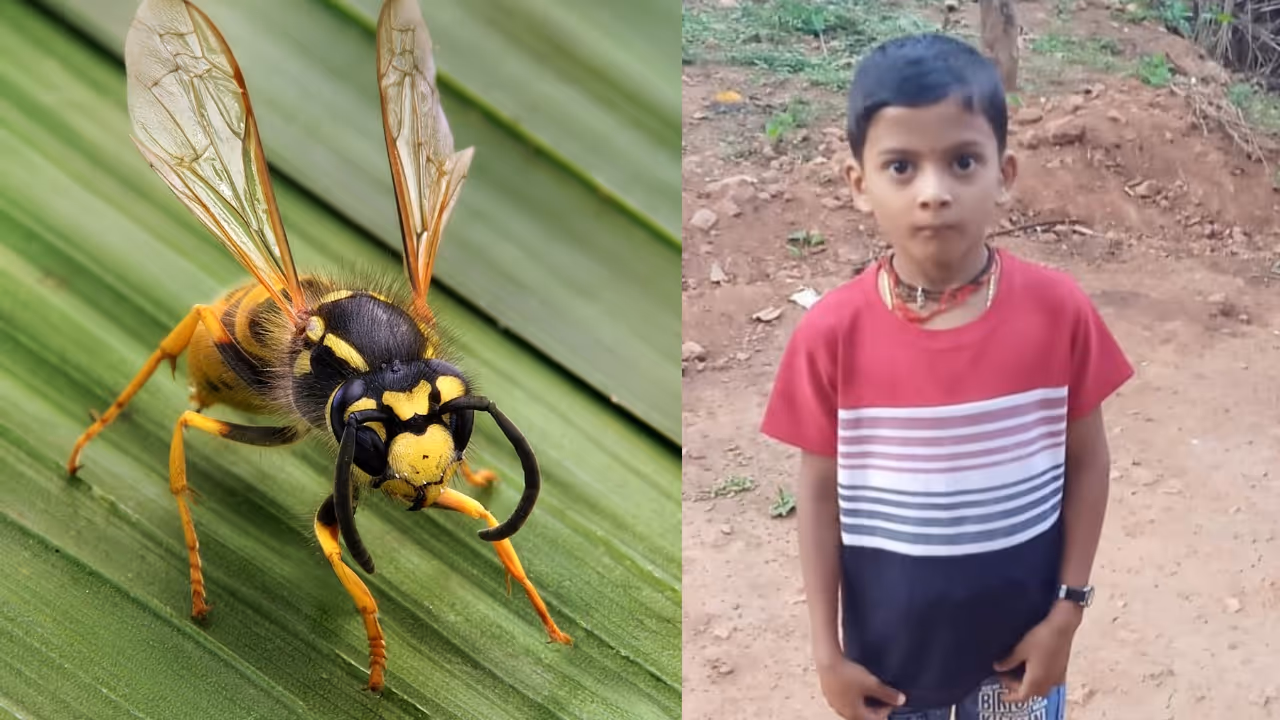 wasp wasp