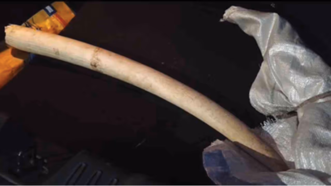 malappuram forest officials seize elephant tusk from seven member gang malappuram forest officials seize elephant tusk from seven member gang