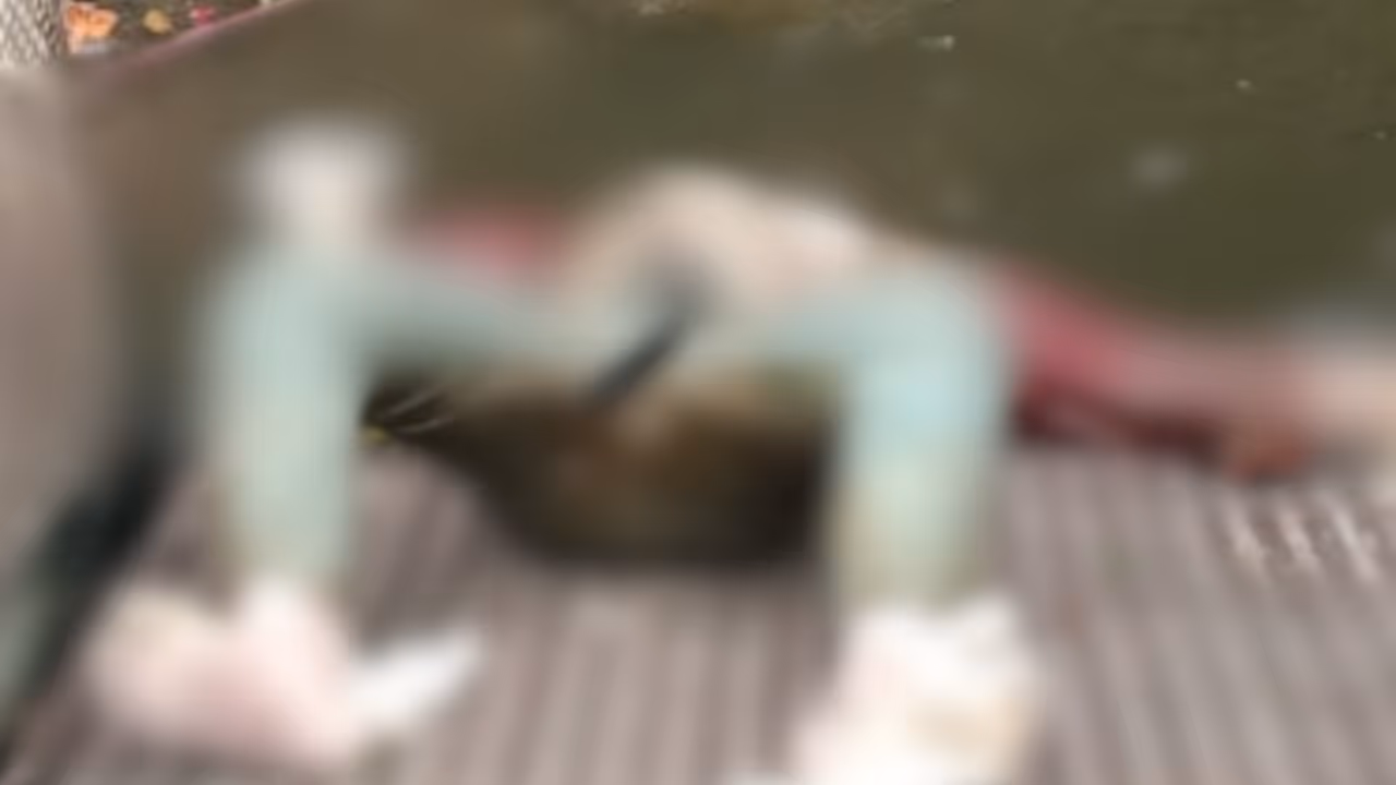 dead body bhopal dead body bhopal