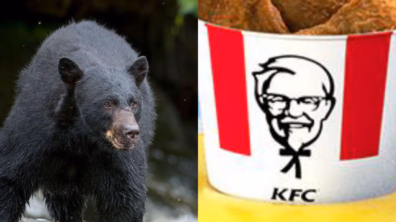 bear breaks into kentucky home and steals leftover kfc chicken bear breaks into kentucky home and steals leftover kfc chicken