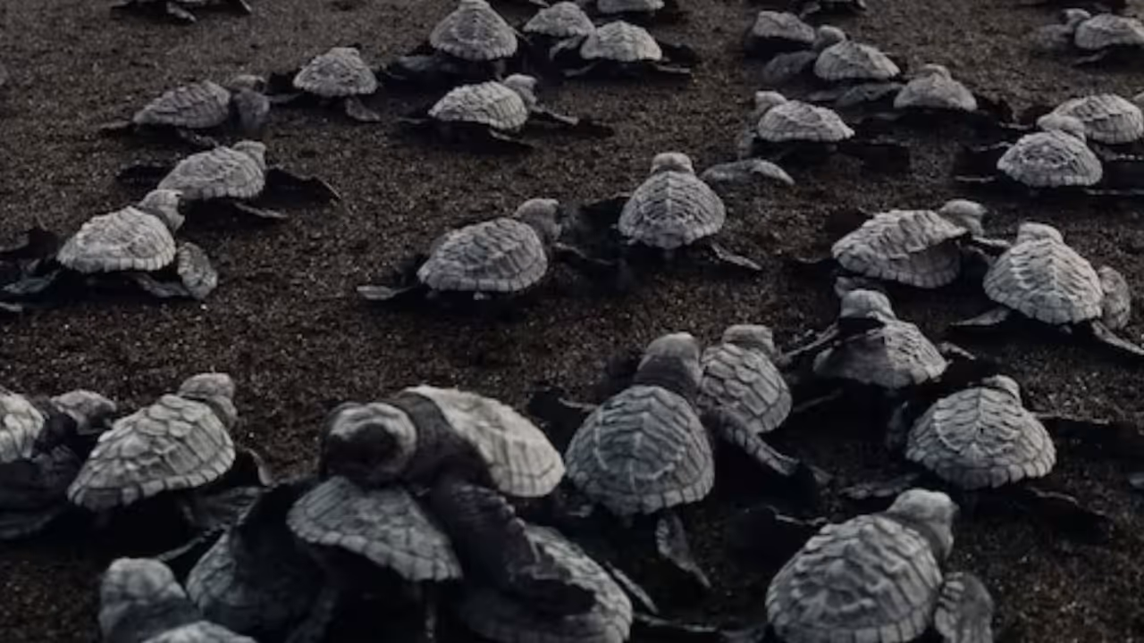 artificial light kills 55 sea turtle hatchlings on florida beach artificial light kills 55 sea turtle hatchlings on florida beach