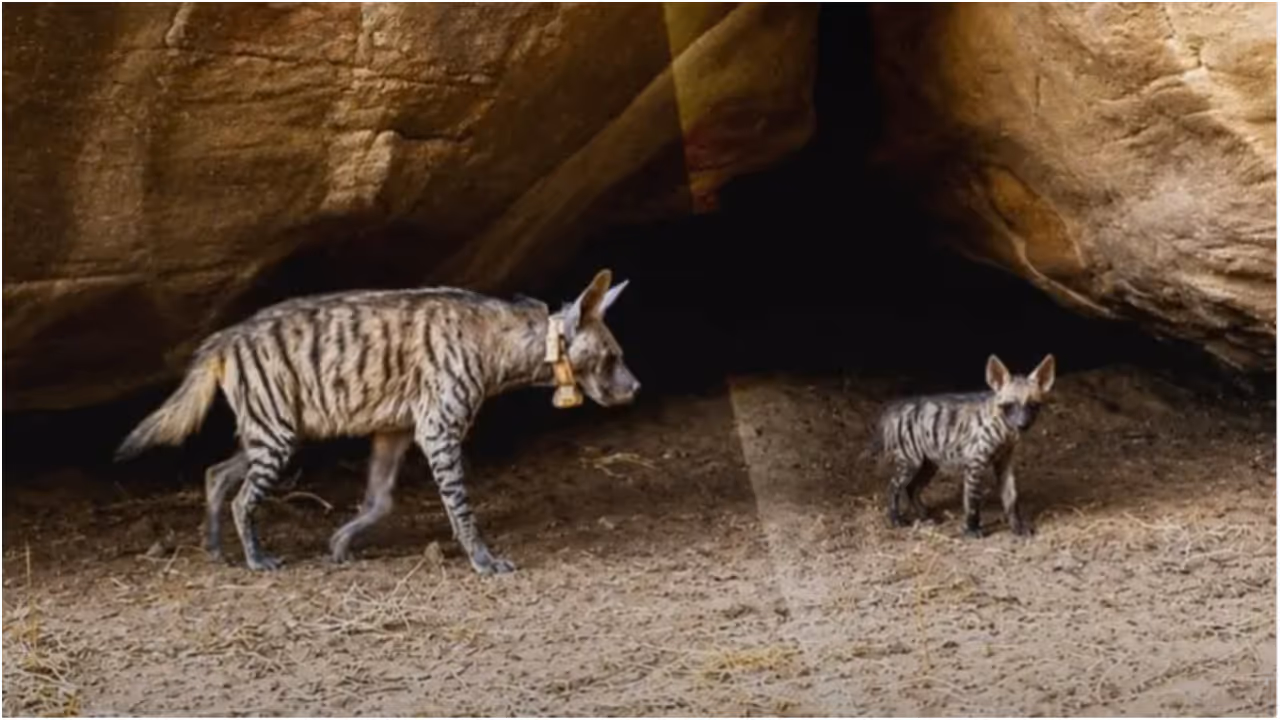 hyena cub hyena cub