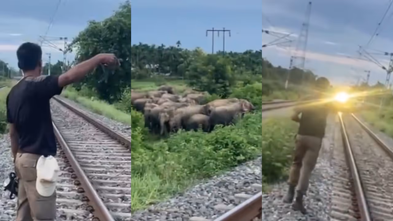Assam Forest Guard Alerts Locomotive Pilot to Save Elephants from Tradegy Assam Forest Guard Alerts Locomotive Pilot to Save Elephants from Tradegy