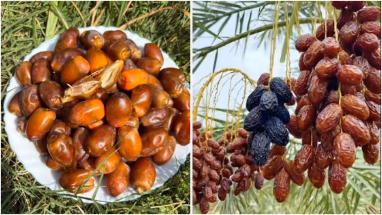 Dates Benefits Dates Benefits