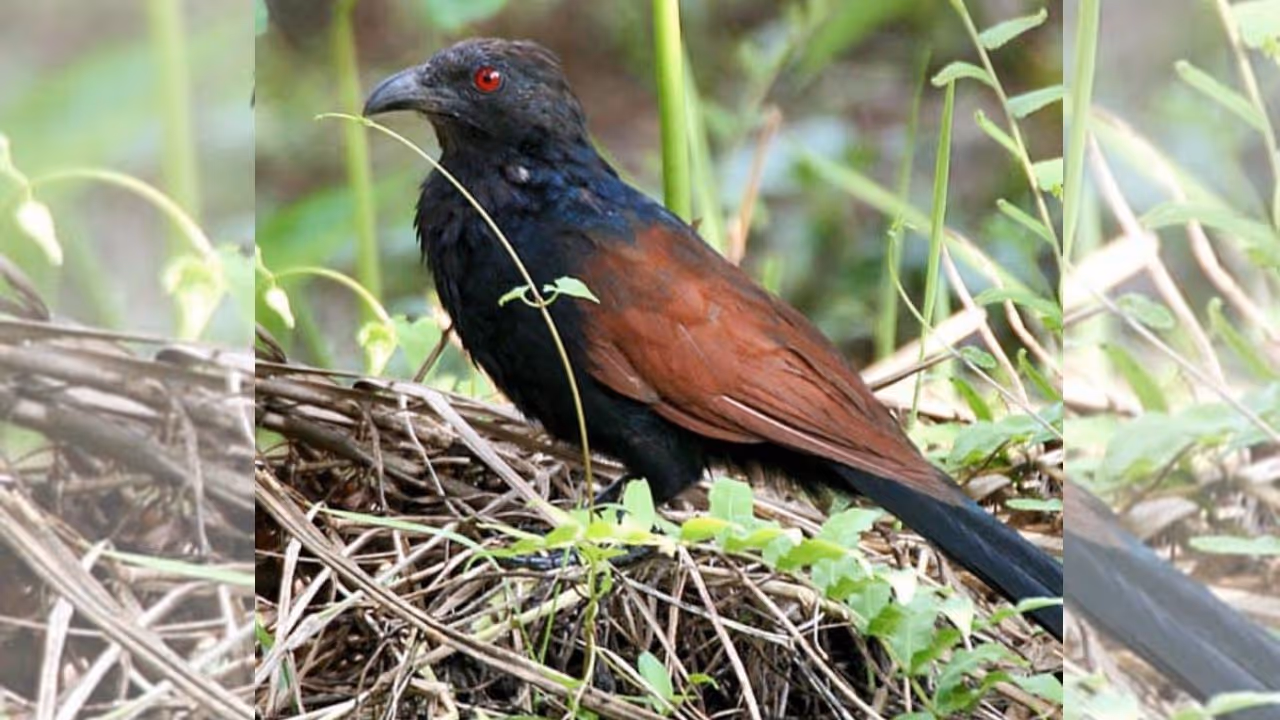 Ankola Ankola