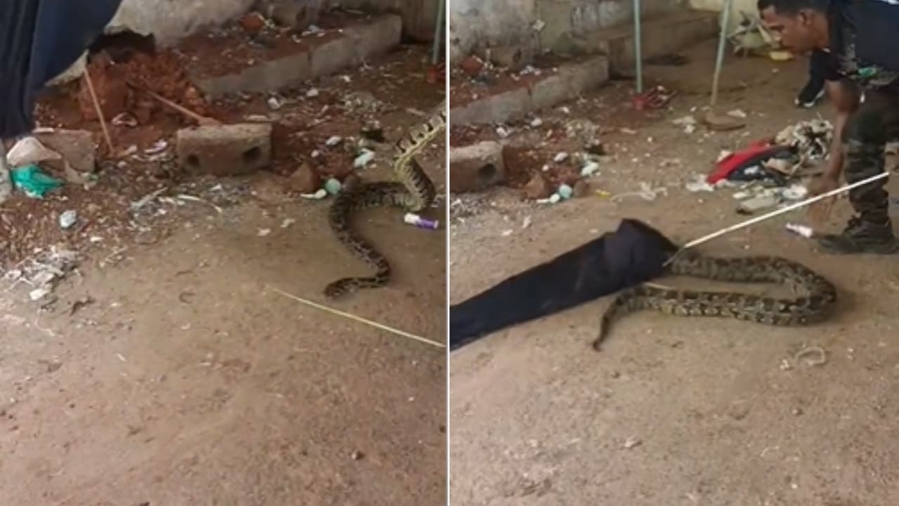 python snake python snake 