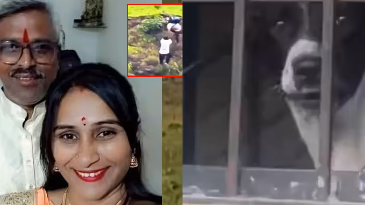Pet dog waits outside empty home after family dies at hill Pet dog waits outside empty home after family dies at hill