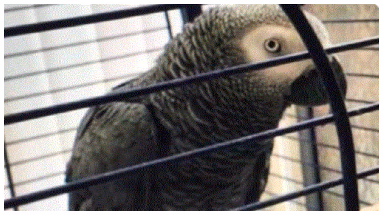 Barney Pet Parrot Barney Pet Parrot