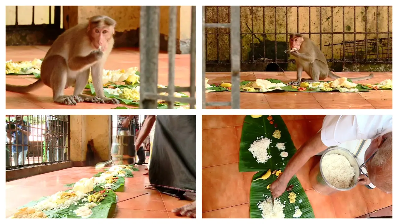 monkey feast monkey feast