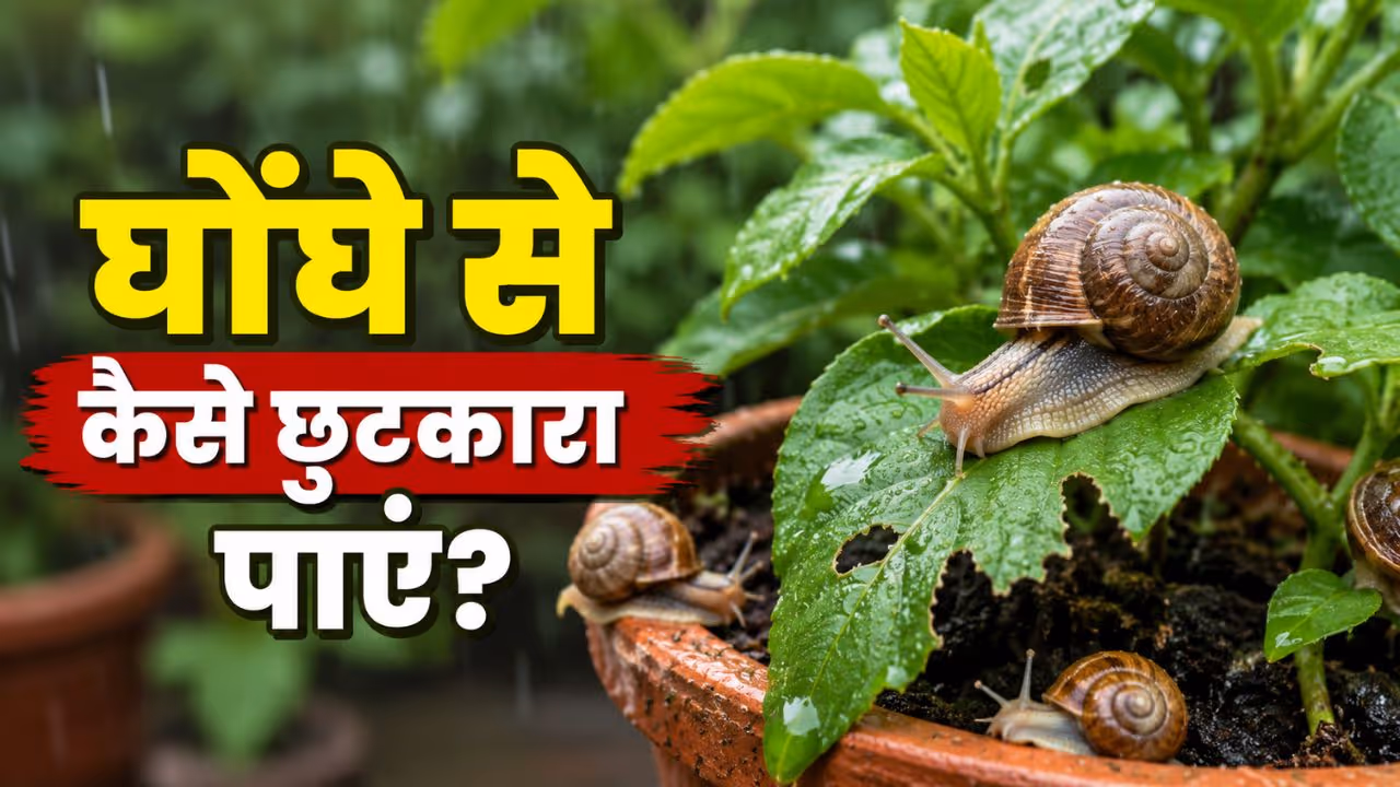 how to get rid of snails from plants during monsoon how to get rid of snails from plants during monsoon