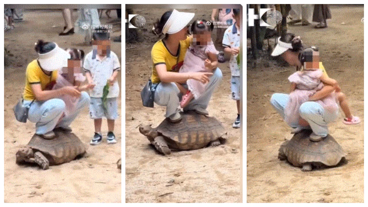 woman climbed onto turtle woman climbed onto turtle