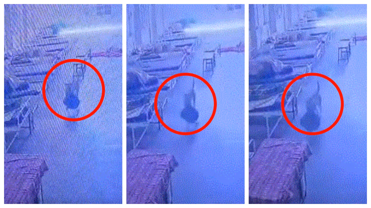 stray dog escaping from hospital with jewellery worth Rs 4 lakh stray dog escaping from hospital with jewellery worth Rs 4 lakh