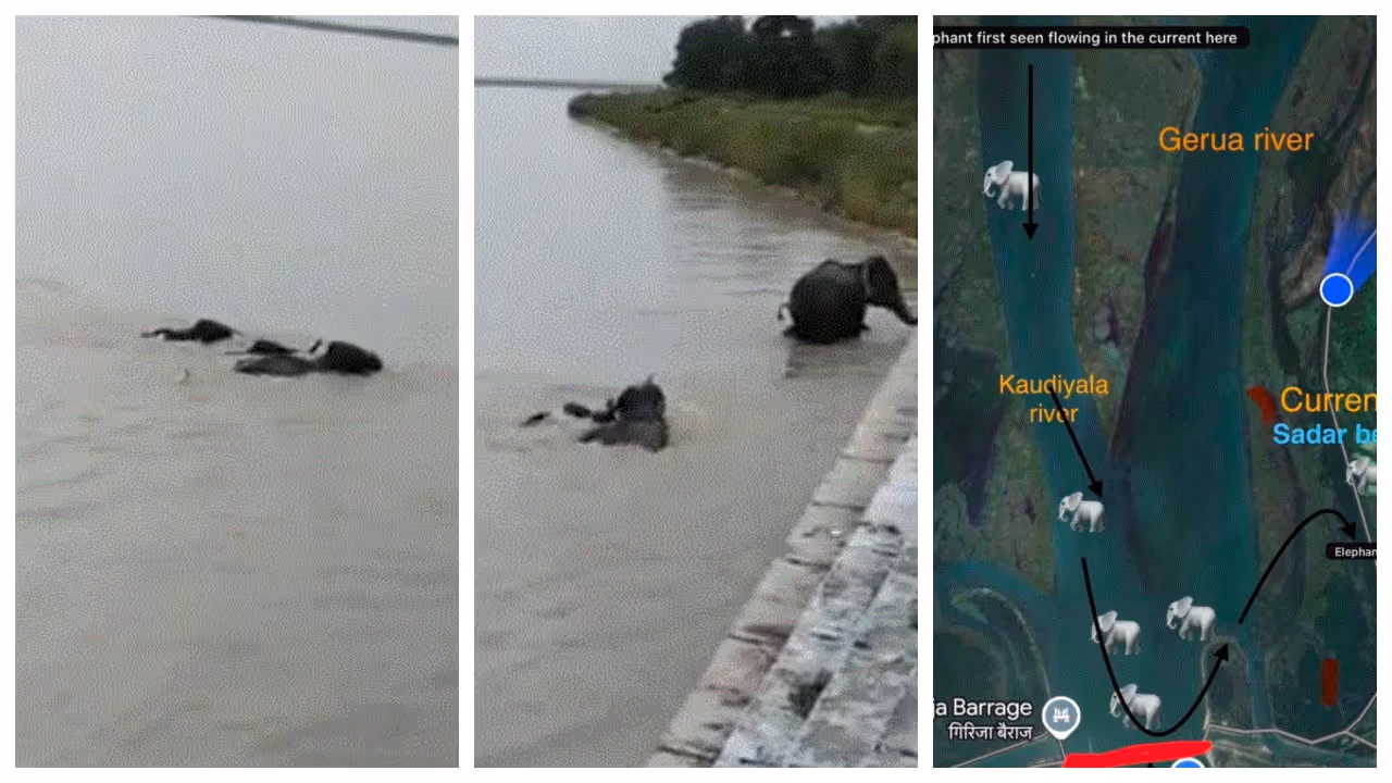 elephants swept away by floodwaters in Nepal elephants swept away by floodwaters in Nepal