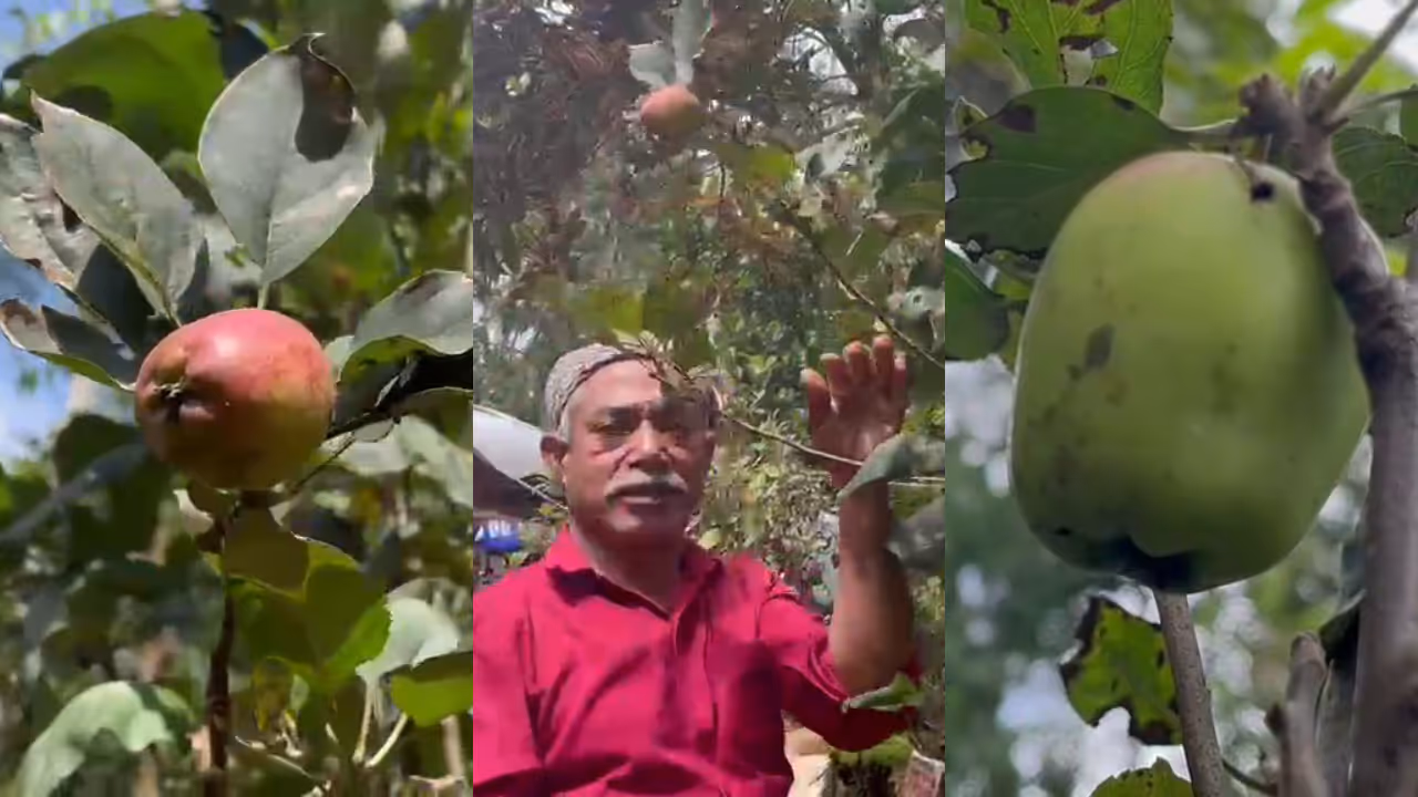apple grown successfully in wayanad as farmer makes breakthrough apple grown successfully in wayanad as farmer makes breakthrough