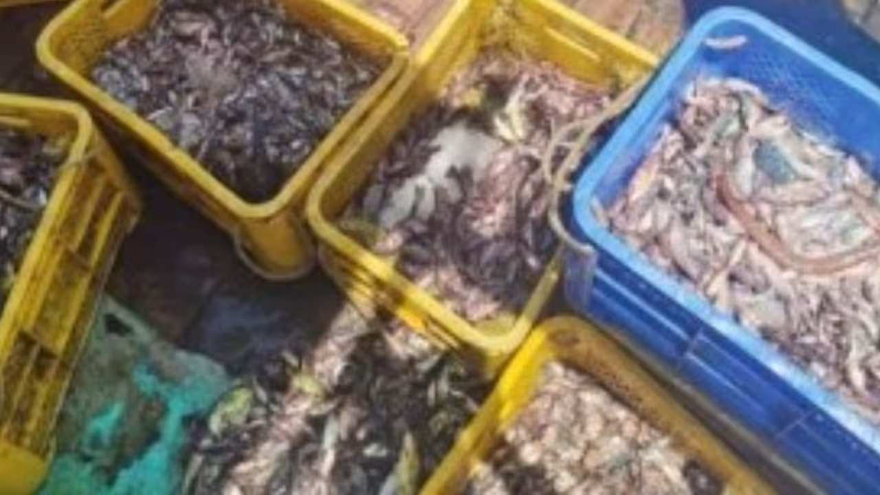 illegal fishing boat carrying undersized fish seized at kozhikode harbour illegal fishing boat carrying undersized fish seized at kozhikode harbour