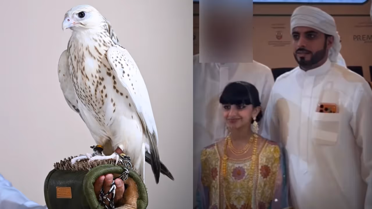 White Falcon White Falcon