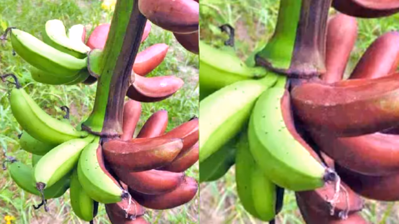 banana bunch banana bunch
