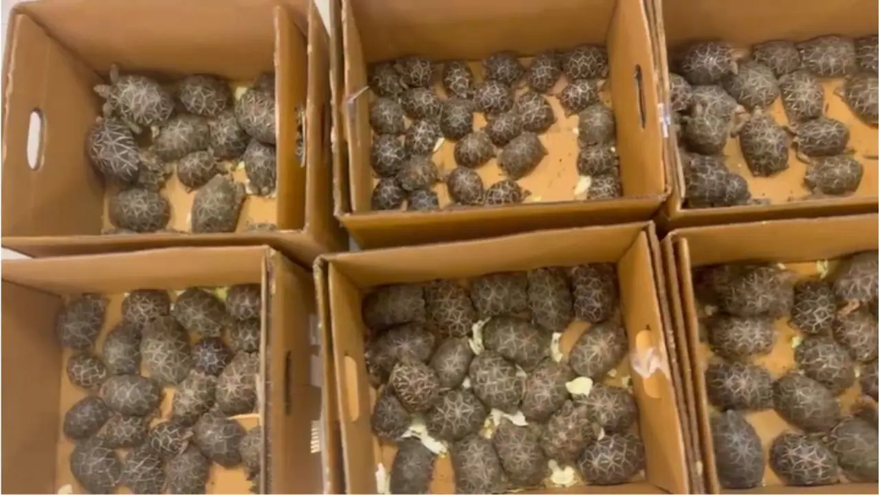 Bengaluru Star Tortoises Seized Bengaluru Star Tortoises Seized