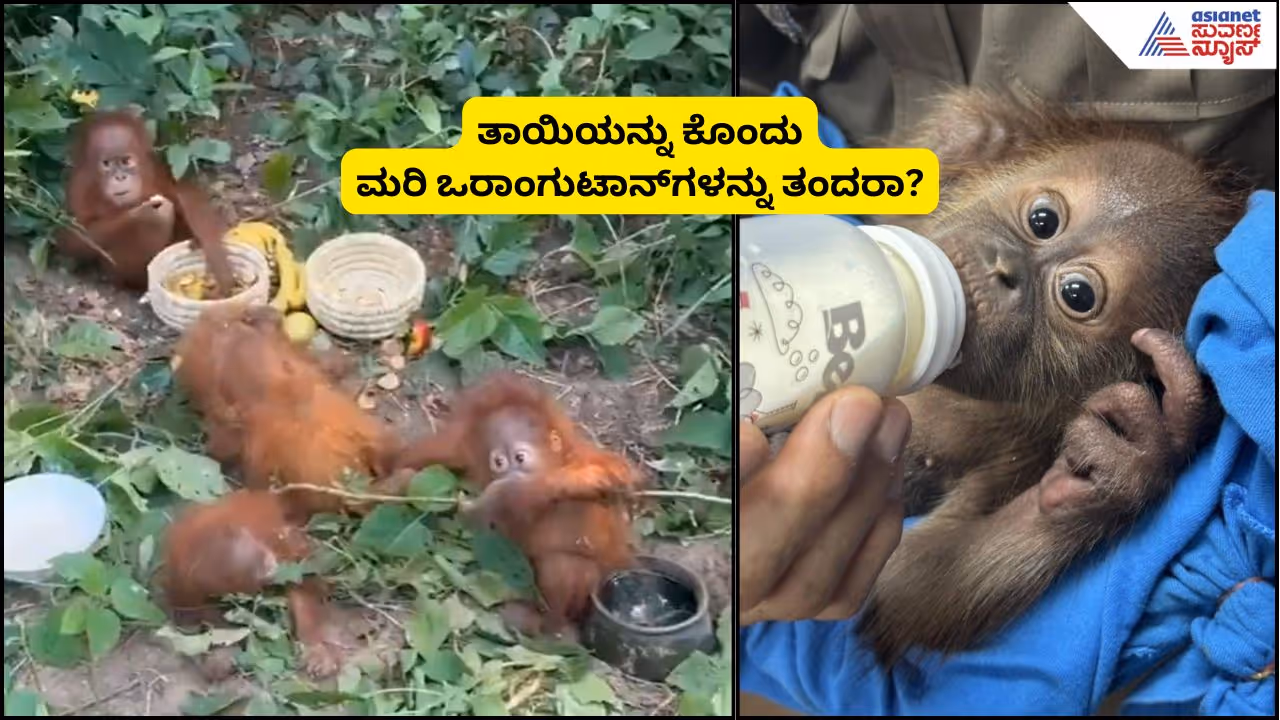 orangutans orangutans