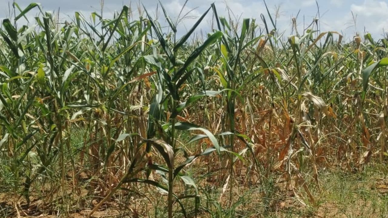 Shivamogga Drought Shivamogga Drought