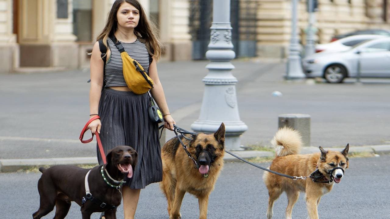dog walker dog walker