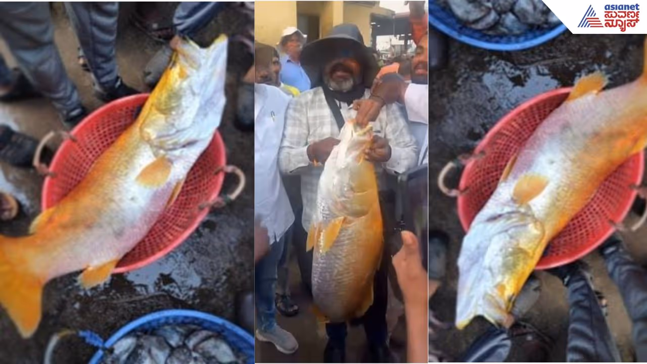 Fish Fish