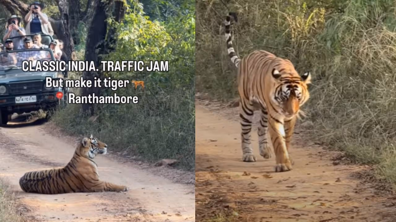 viral video viral video