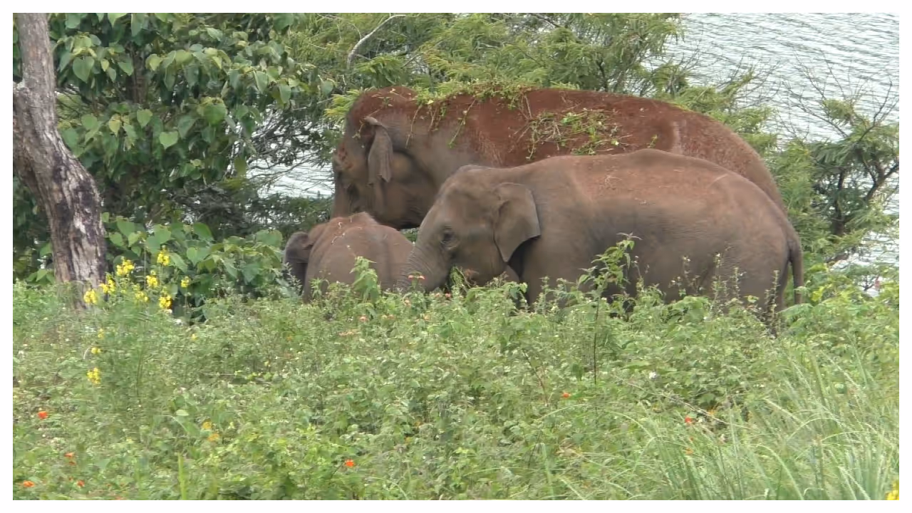 elephant corridor elephant corridor