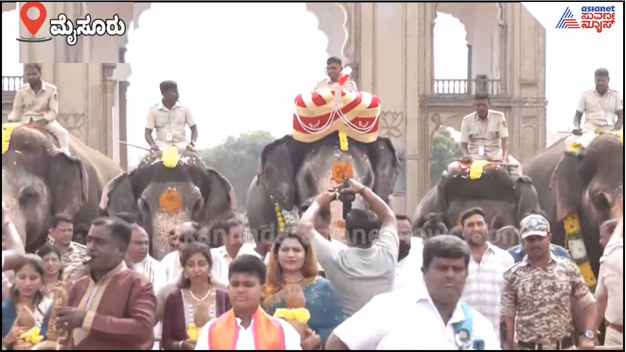 Mysuru Elephant Mysuru Elephant