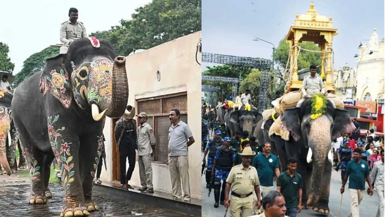 Mahendra Elephant Fails Wooden Ambari Rehearsal Again Mahendra Elephant Fails Wooden Ambari Rehearsal Again