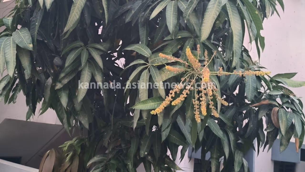 Mango Mango