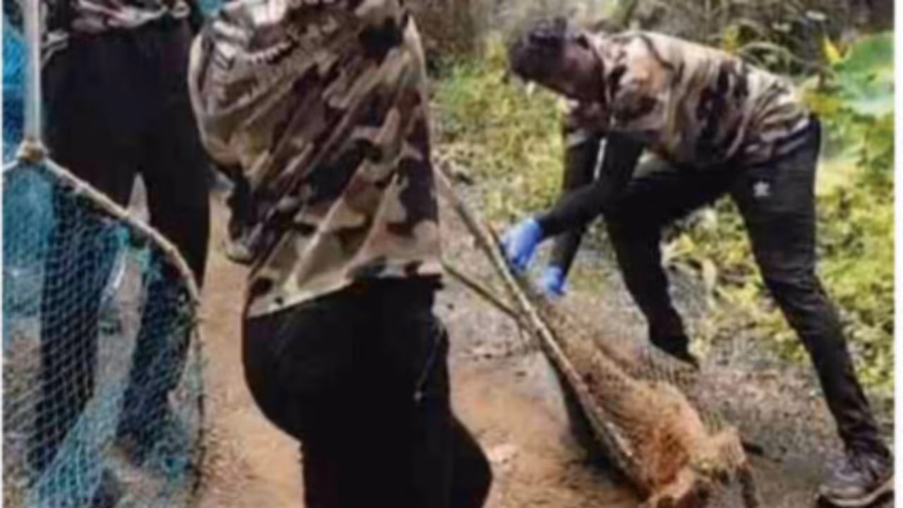 stray dog that bit nearly 10 people captured after hours long search in malappuram stray dog that bit nearly 10 people captured after hours long search in malappuram
