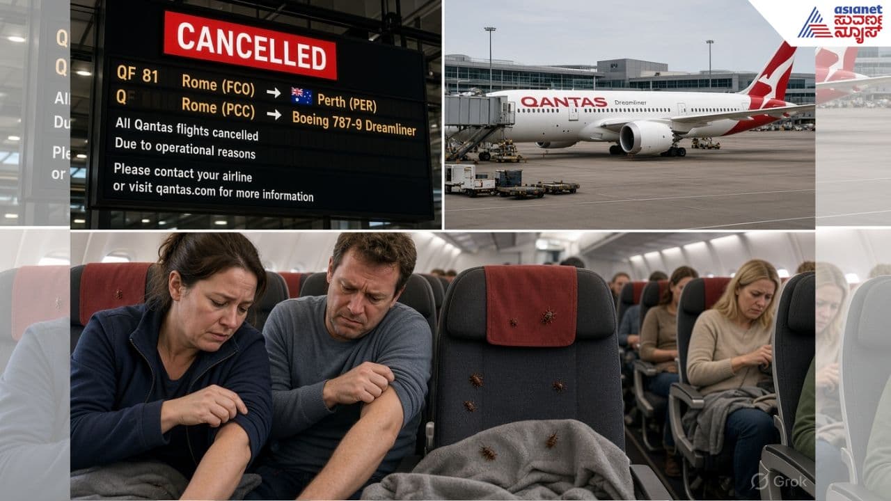 bed bugs in airplane bed bugs in airplane