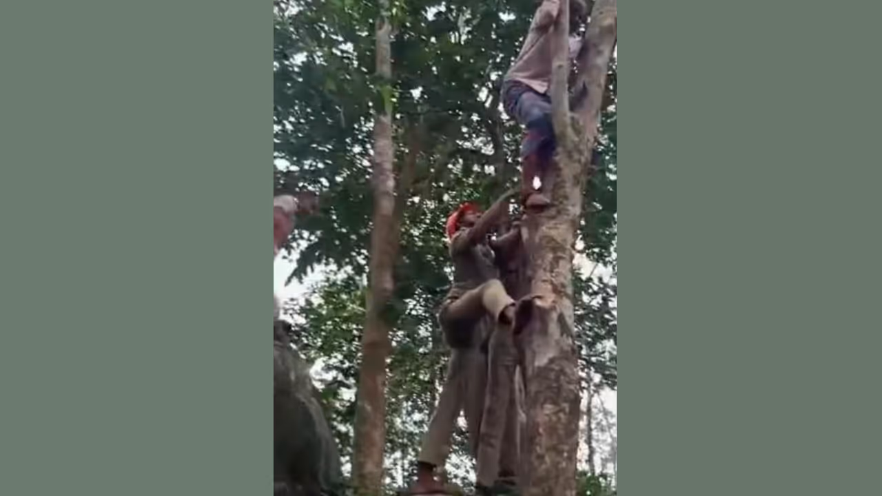 rubber tree rescue rubber tree rescue