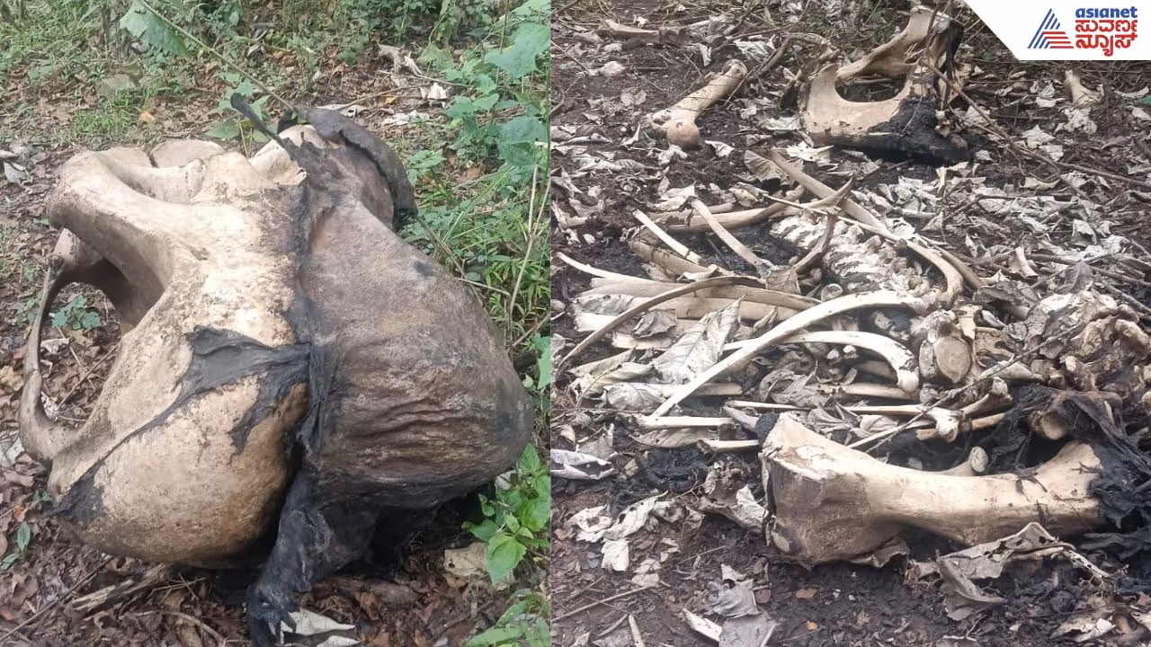 Wild elephant carcass Wild elephant carcass