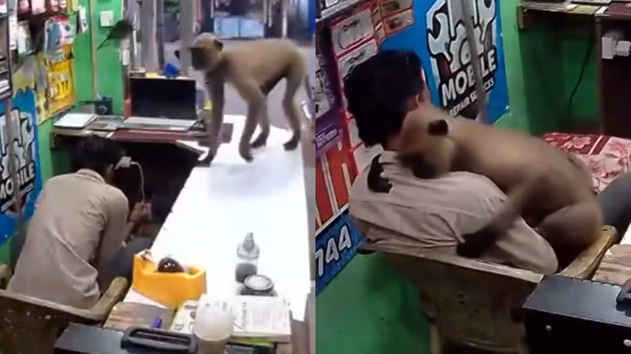 Wild Langur Gently Hugs a Shopkeeper Inside a Mobile Repair Shop in Odisha Wild Langur Gently Hugs a Shopkeeper Inside a Mobile Repair Shop in Odisha