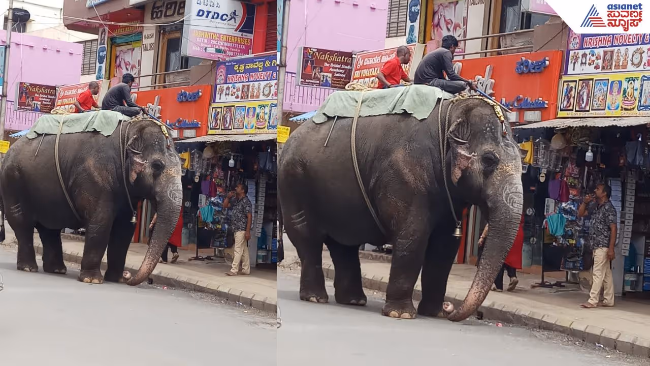 Lakshmi Elephant Lakshmi Elephant