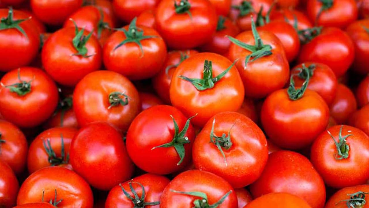 tomato tomato