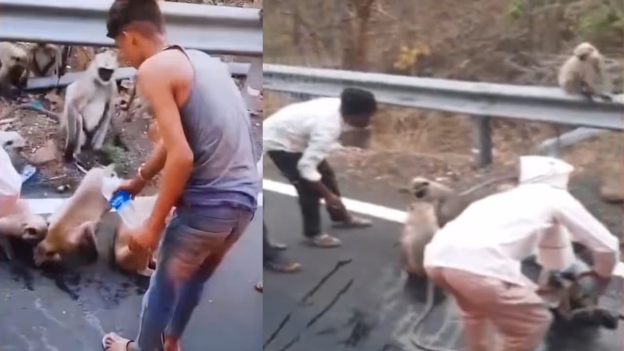 Monkeys Halt Bus for Water Monkeys Halt Bus for Water