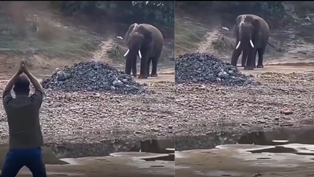 Wild Elephant Viral Dance Wild Elephant Viral Dance