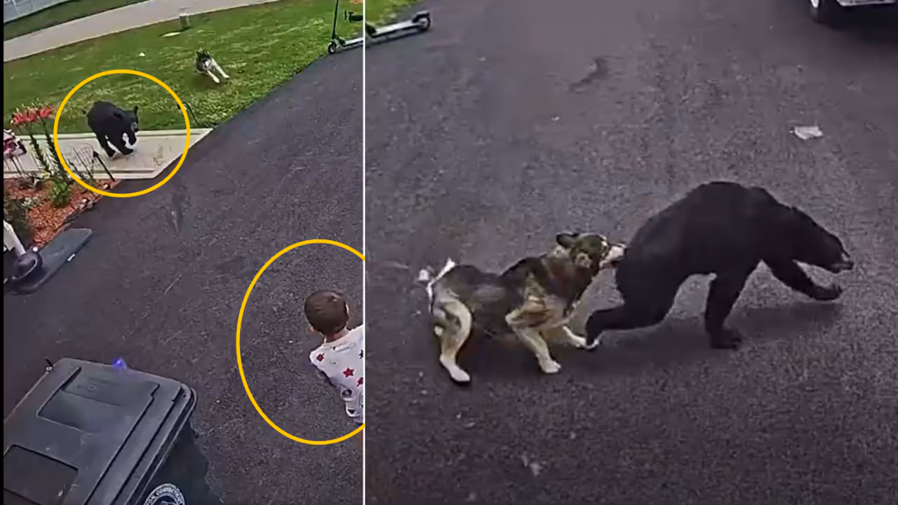 Brave Pet Dog Protects Child from Bear Attack Brave Pet Dog Protects Child from Bear Attack