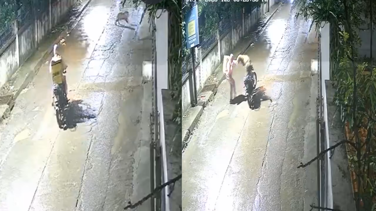 Leopard Attacks Food Delivery Rider Leopard Attacks Food Delivery Rider