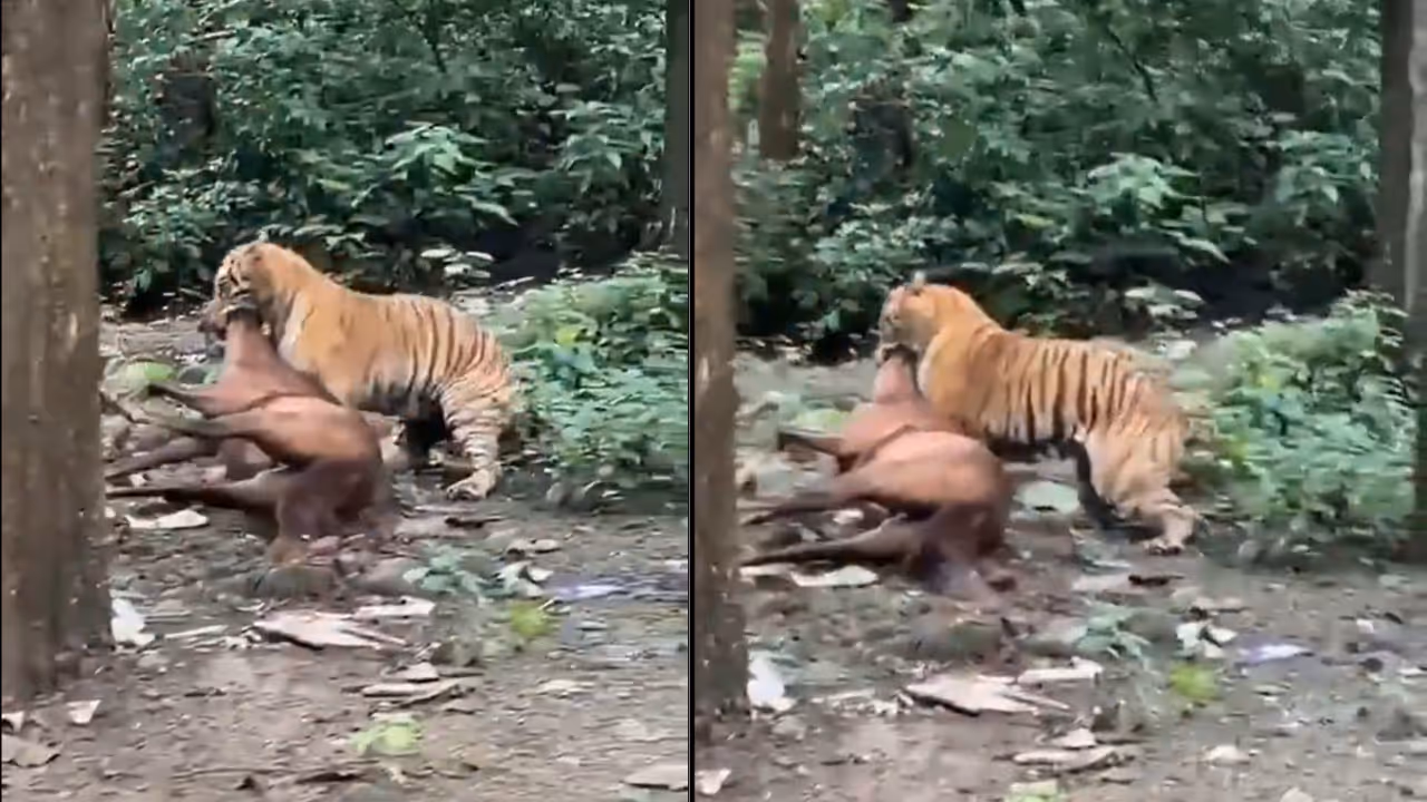 Tiger Hunts Horse in Ramanagara Village Tiger Hunts Horse in Ramanagara Village