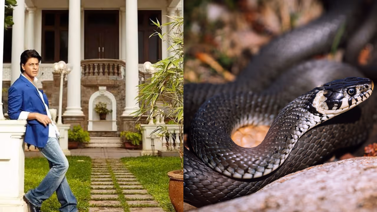 Snake Found at Mannat Shah Rukh Khan Home Snake Found at Mannat Shah Rukh Khan Home