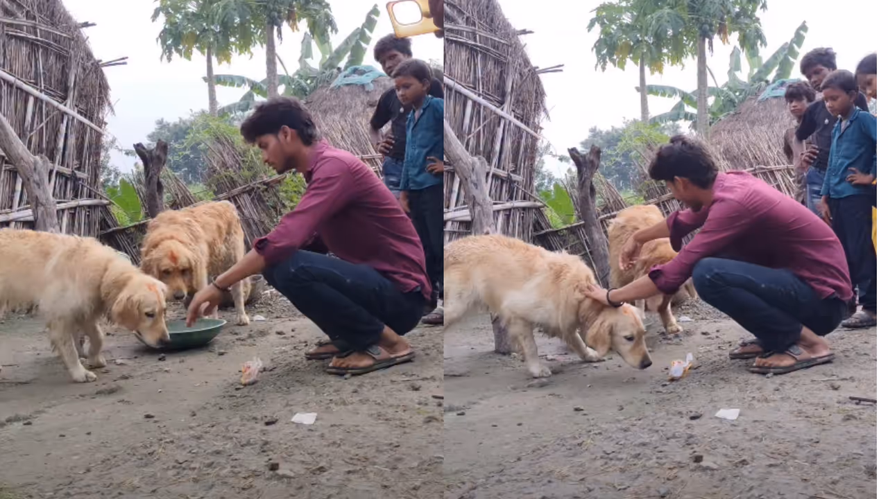 Two Dogs Swim Across Floodwaters to Reach up Two Dogs Swim Across Floodwaters to Reach up