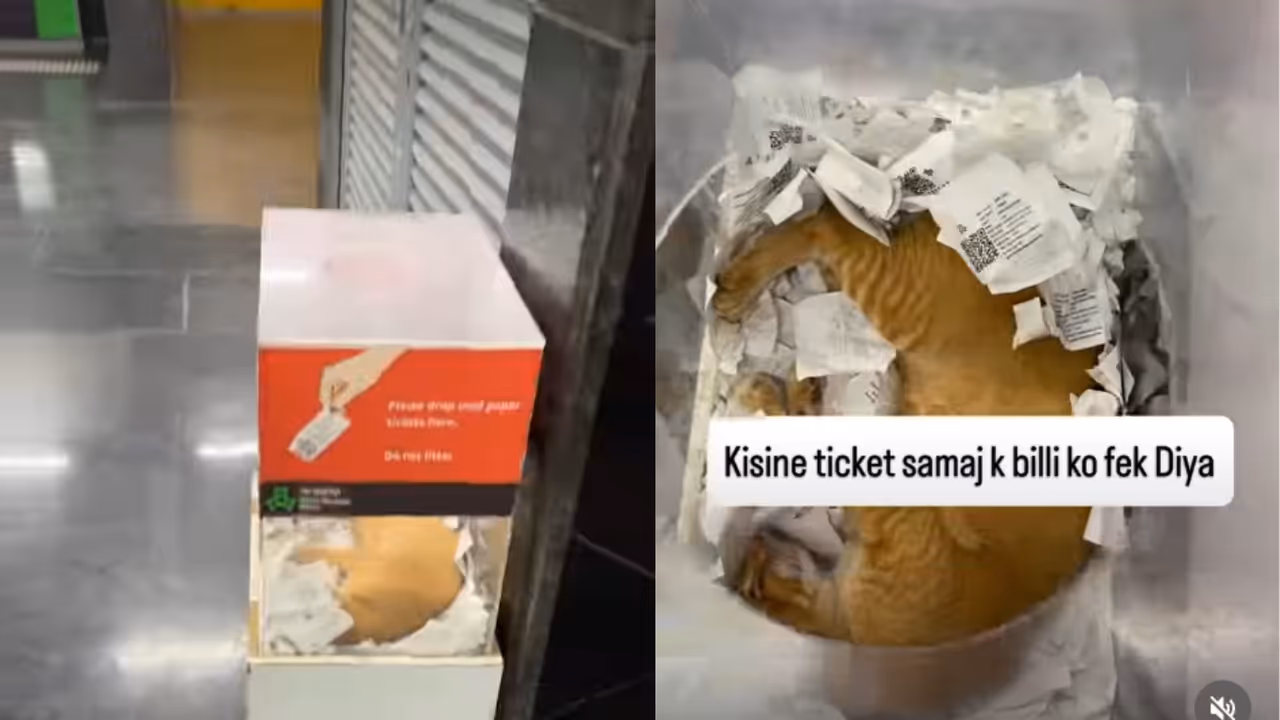 Metro Station Box Becomes Cozy Bed for Cat Metro Station Box Becomes Cozy Bed for Cat