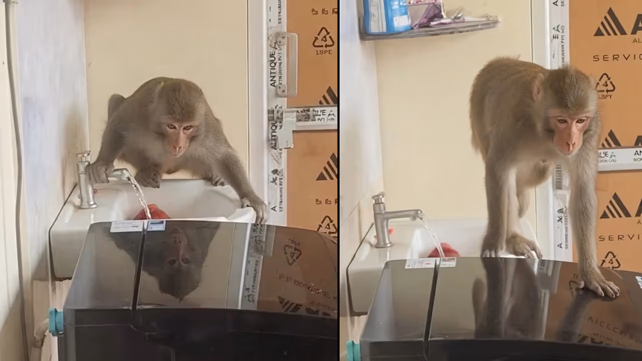 hirsty Monkey Drinks Water From Tap and Turns It Off hirsty Monkey Drinks Water From Tap and Turns It Off