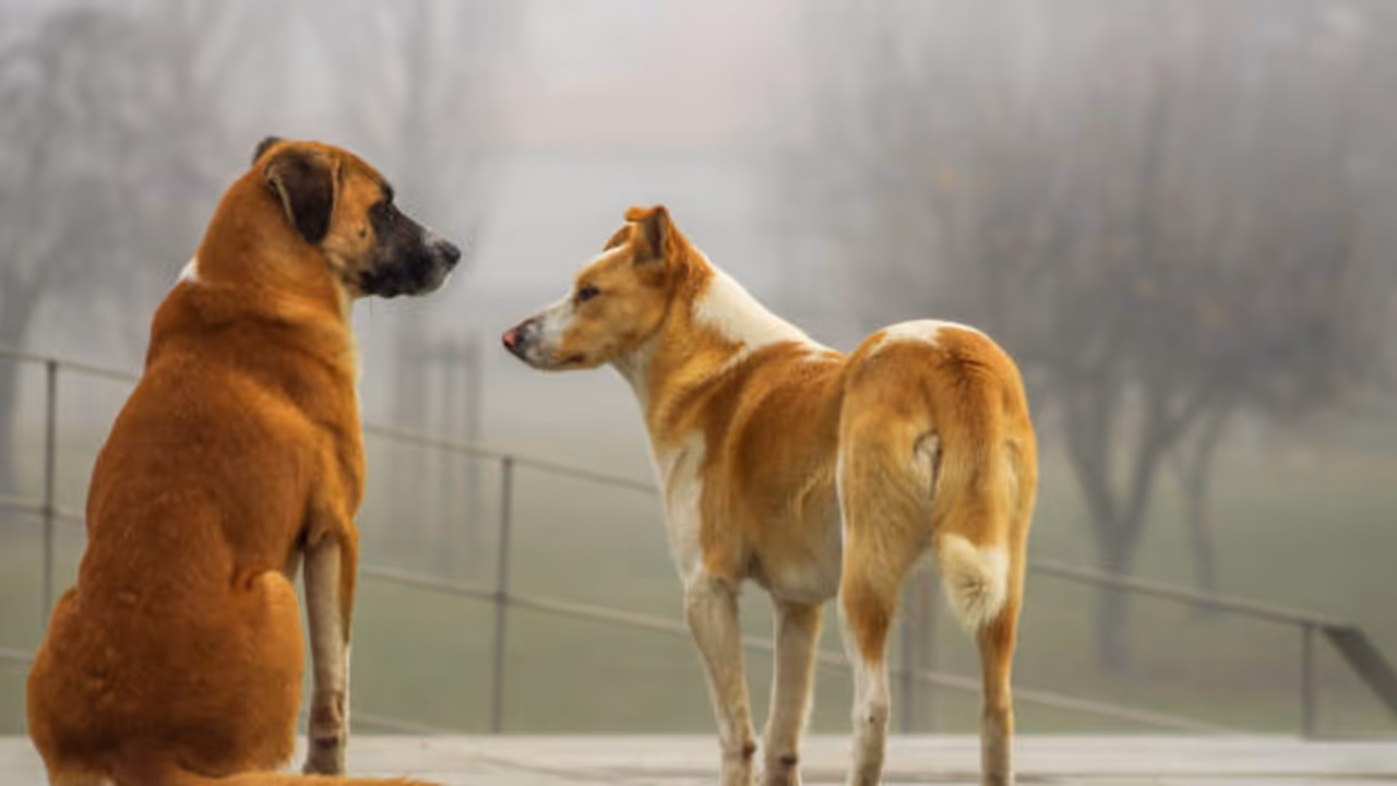 Police investigate after toddler dies in Raichur stray dog attack Police investigate after toddler dies in Raichur stray dog attack